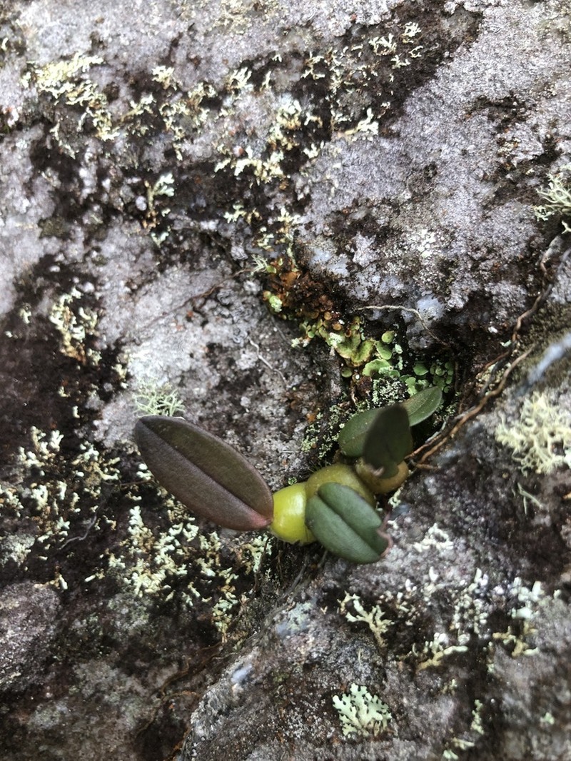 Bulbophyllum micropetaliforme photo 2