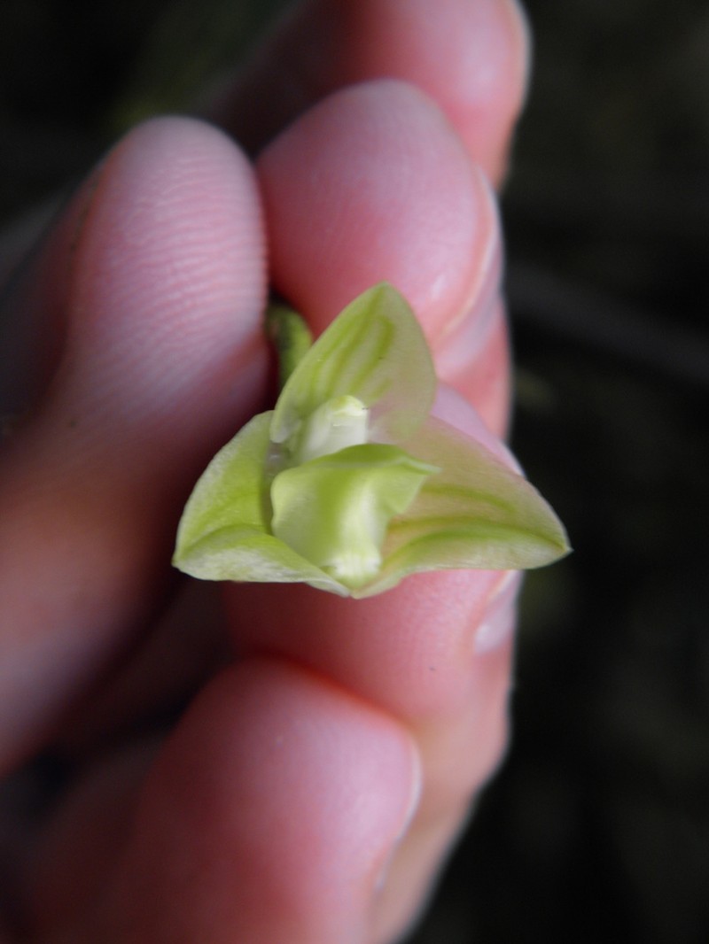 Bulbophyllum micropetaliforme photo 3