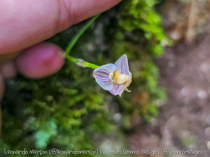 Bulbophyllum micropetaliforme photo 4