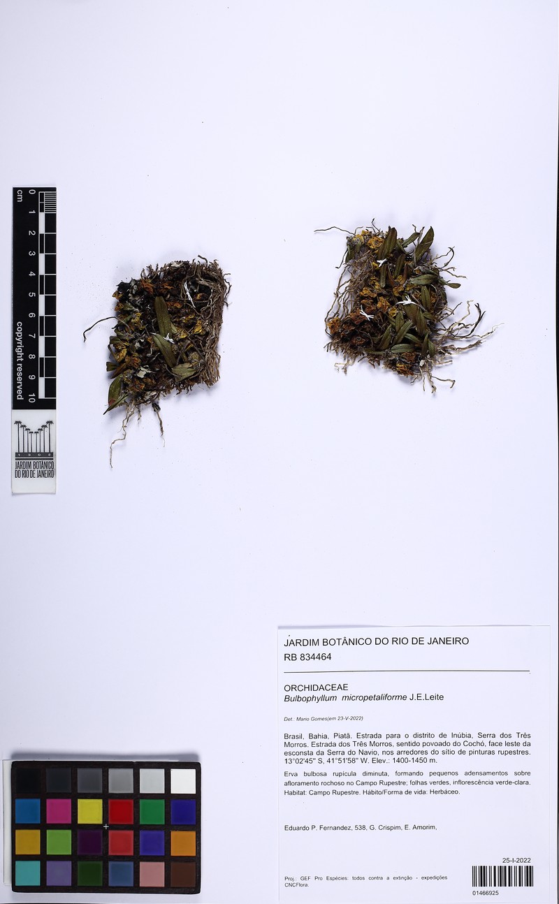 Bulbophyllum micropetaliforme photo 7