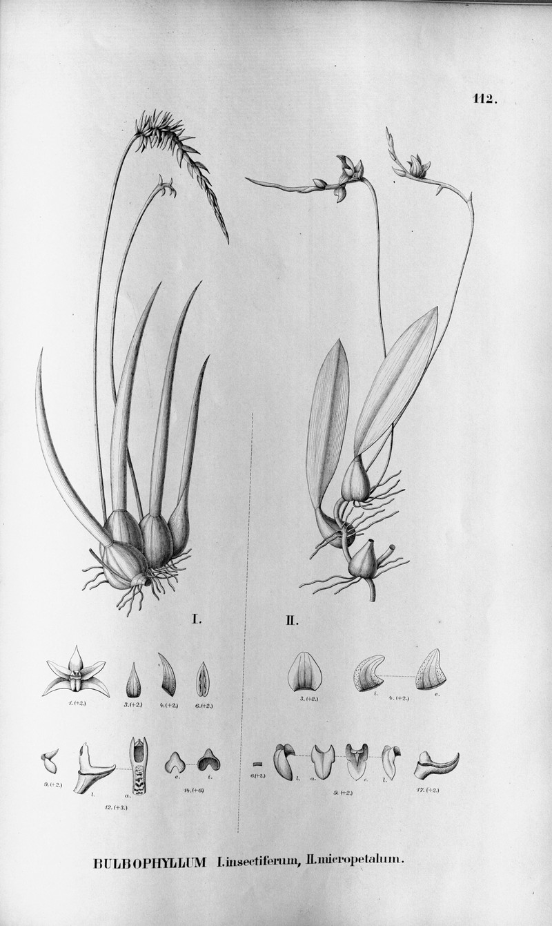 Bulbophyllum micropetalum