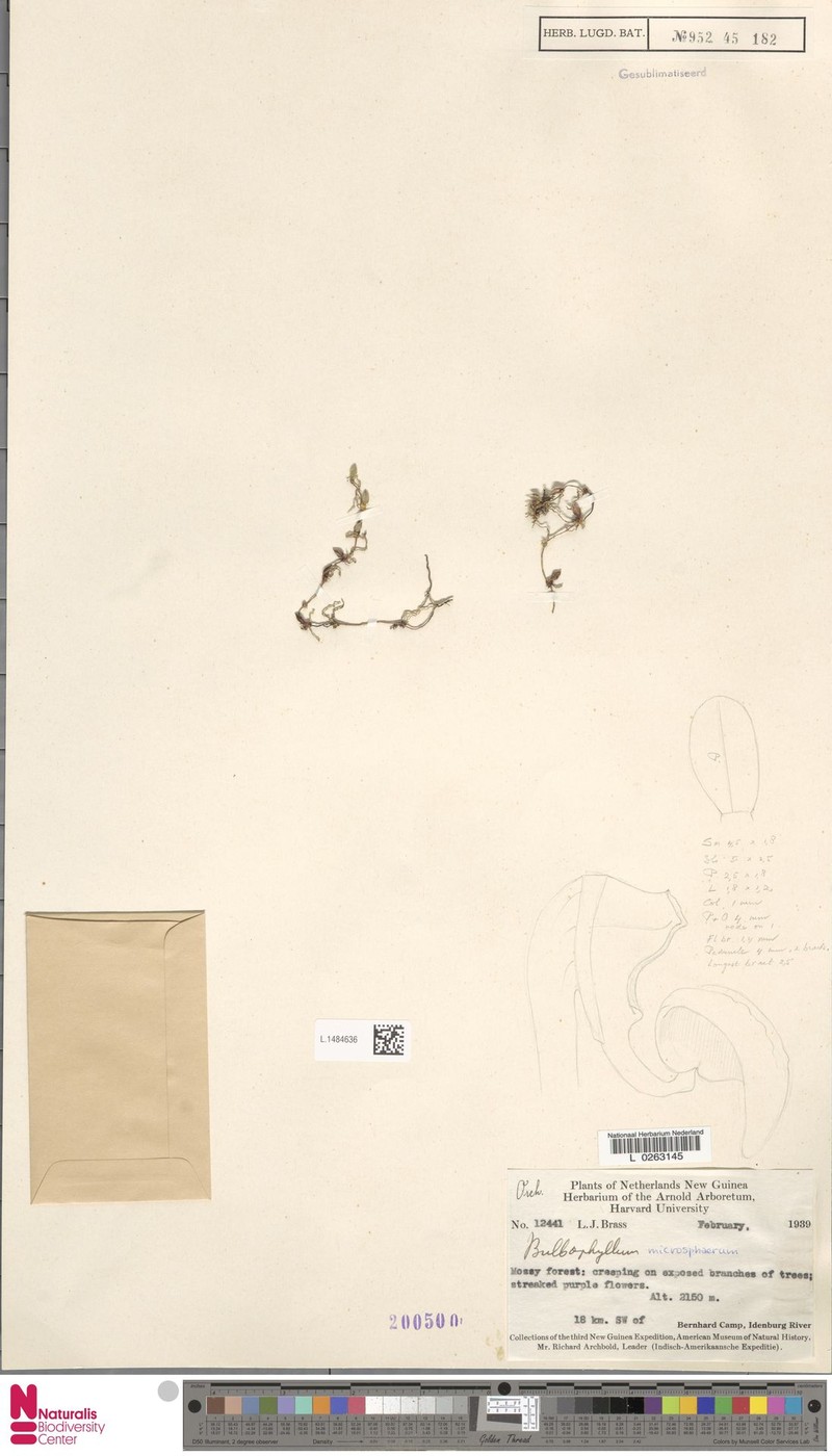 Bulbophyllum microsphaerum