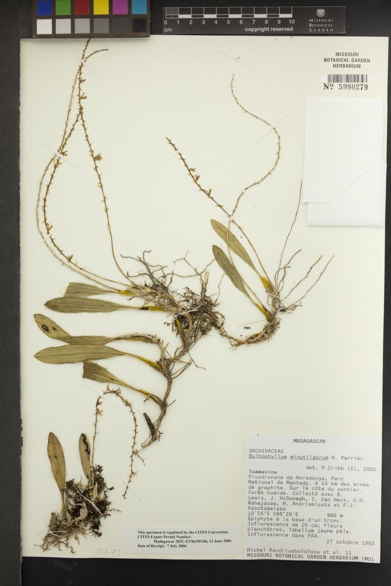 Bulbophyllum minutilabrum