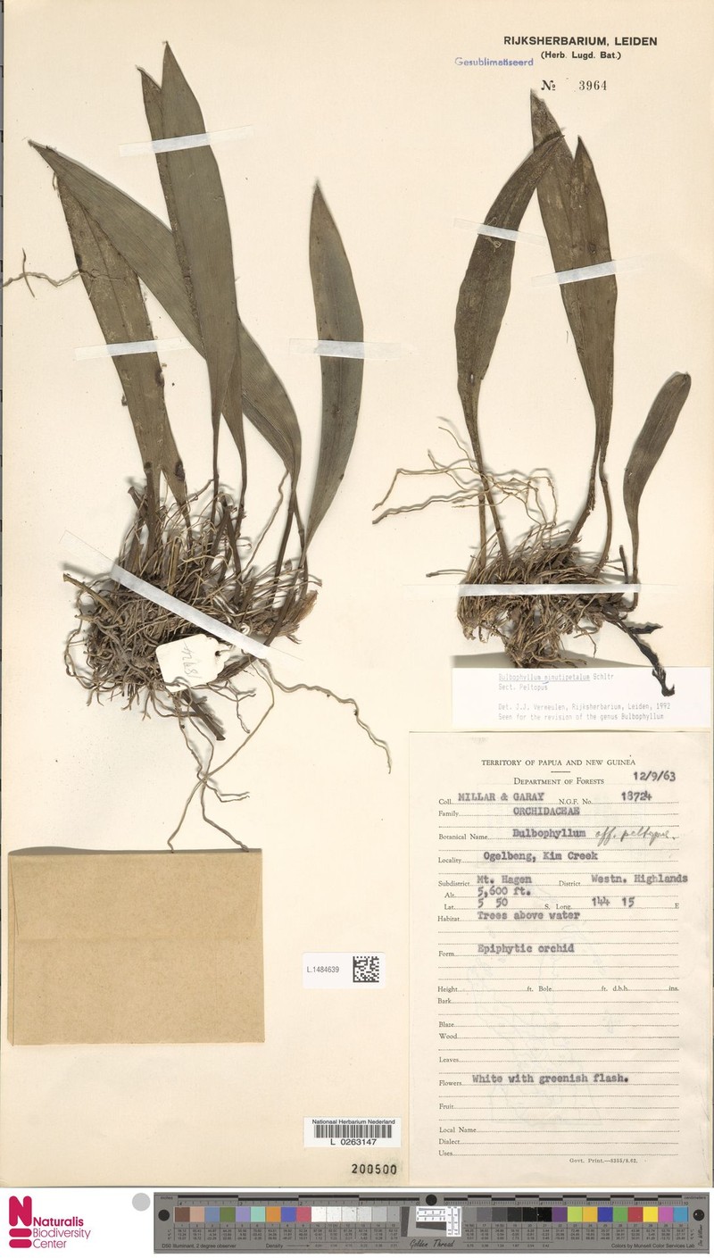 Bulbophyllum minutipetalum