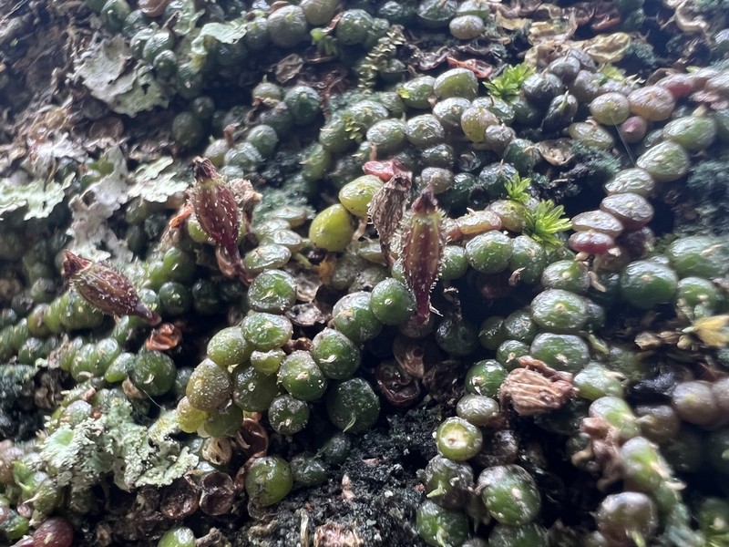 Bulbophyllum minutissimum photo 3