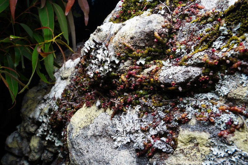 Bulbophyllum minutissimum photo 5