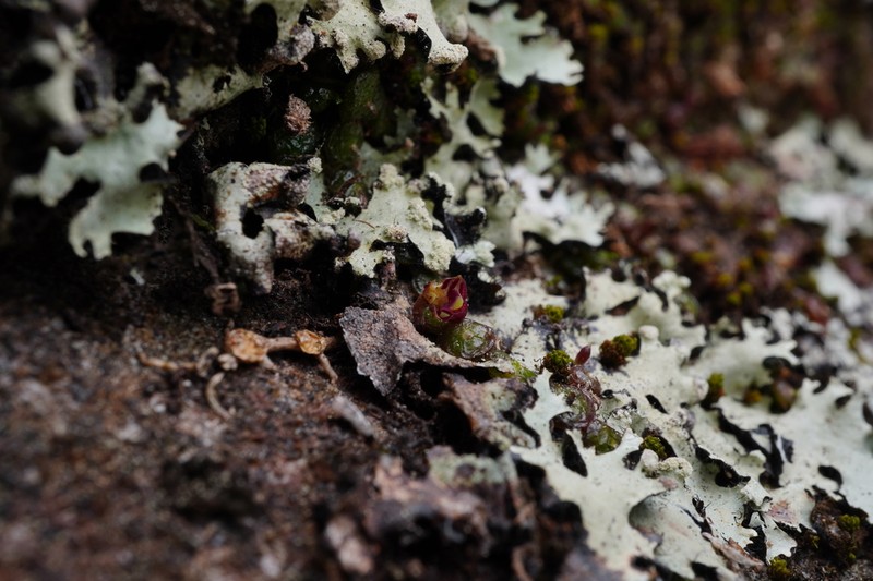 Bulbophyllum minutissimum photo 6