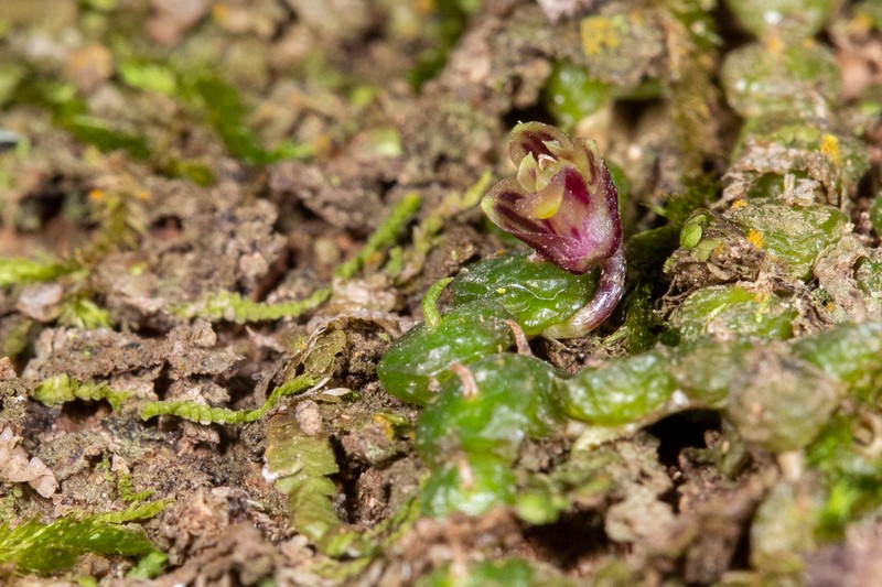 Bulbophyllum minutissimum photo 7