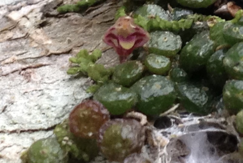 Bulbophyllum minutissimum photo 8