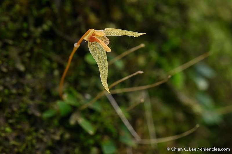 Bulbophyllum minutulum