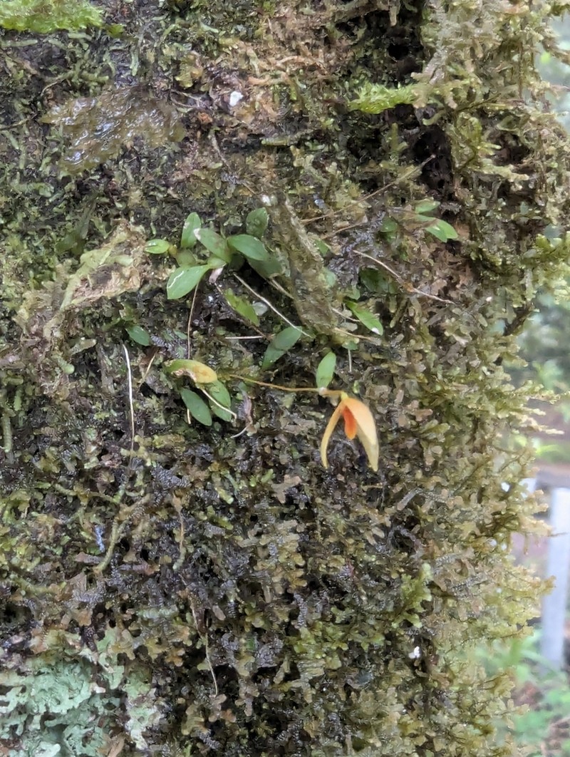 Bulbophyllum minutulum photo 2