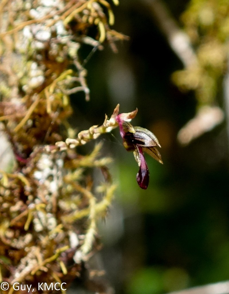 Bulbophyllum minutum