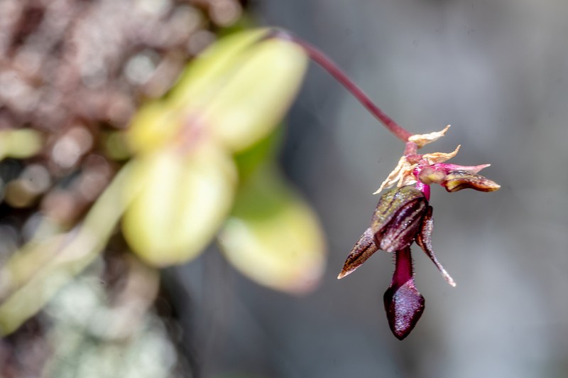 Bulbophyllum minutum photo 3