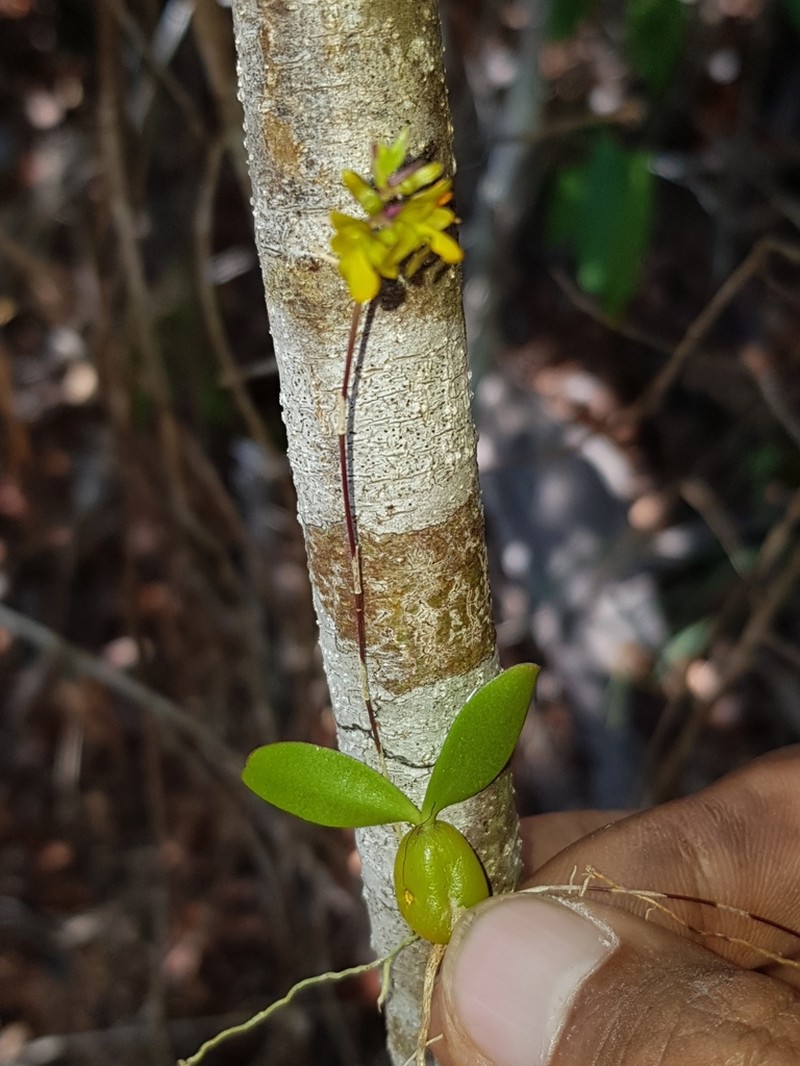 Bulbophyllum minutum photo 4