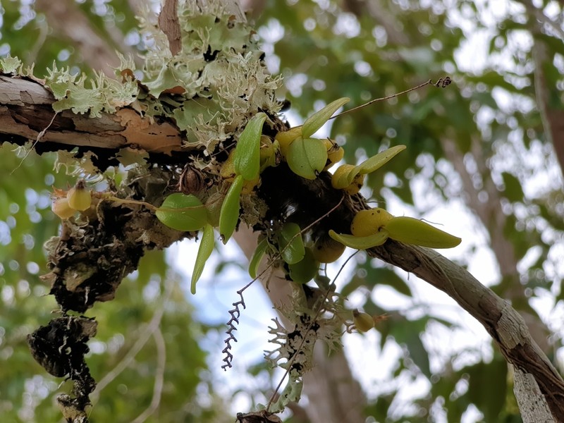 Bulbophyllum minutum photo 5