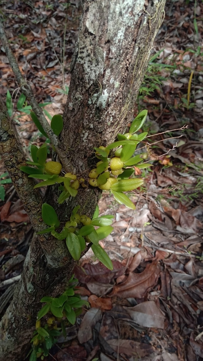 Bulbophyllum minutum photo 6