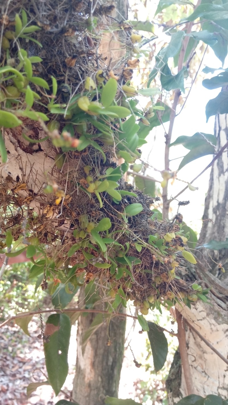 Bulbophyllum minutum photo 7
