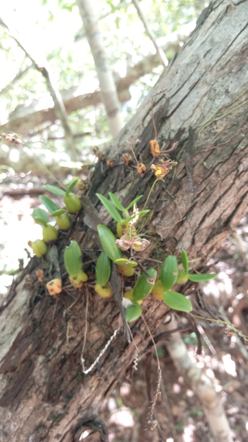 Bulbophyllum minutum photo 8