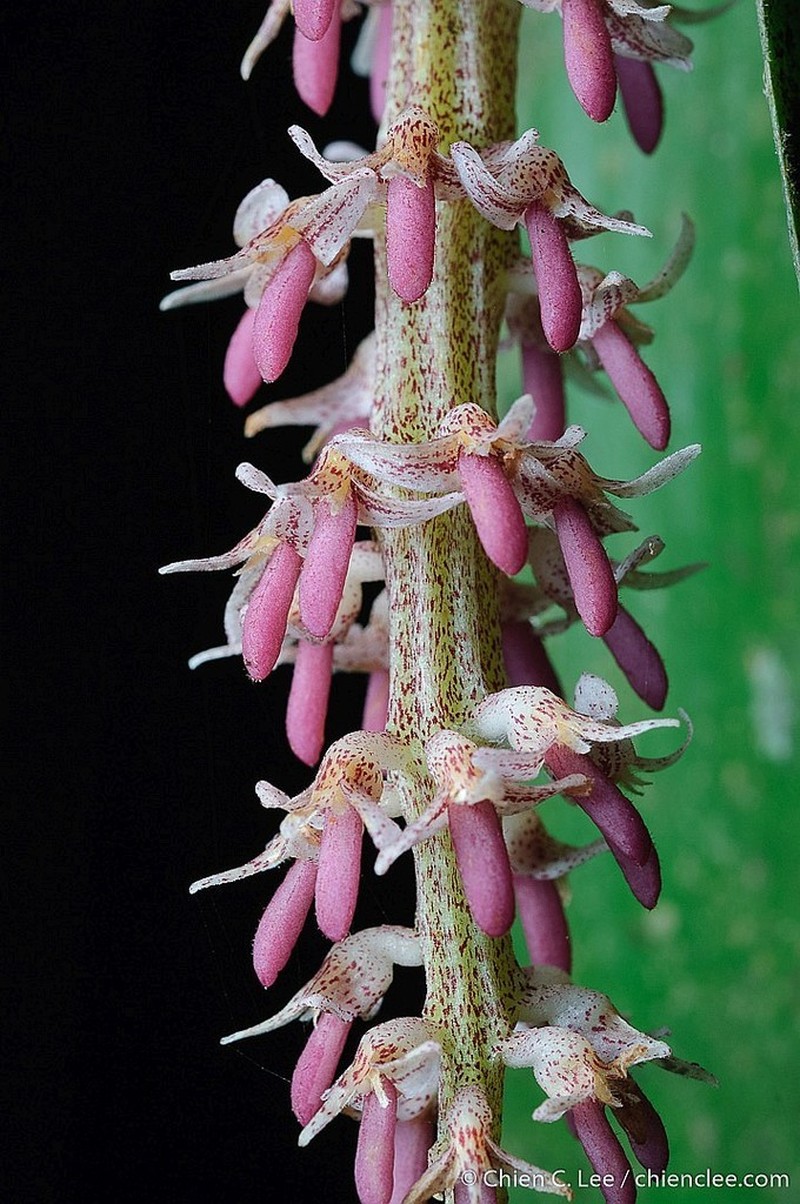 Bulbophyllum mirabile
