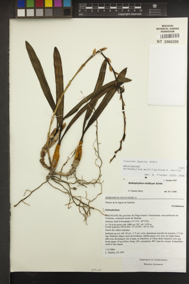 Bulbophyllum mirificum