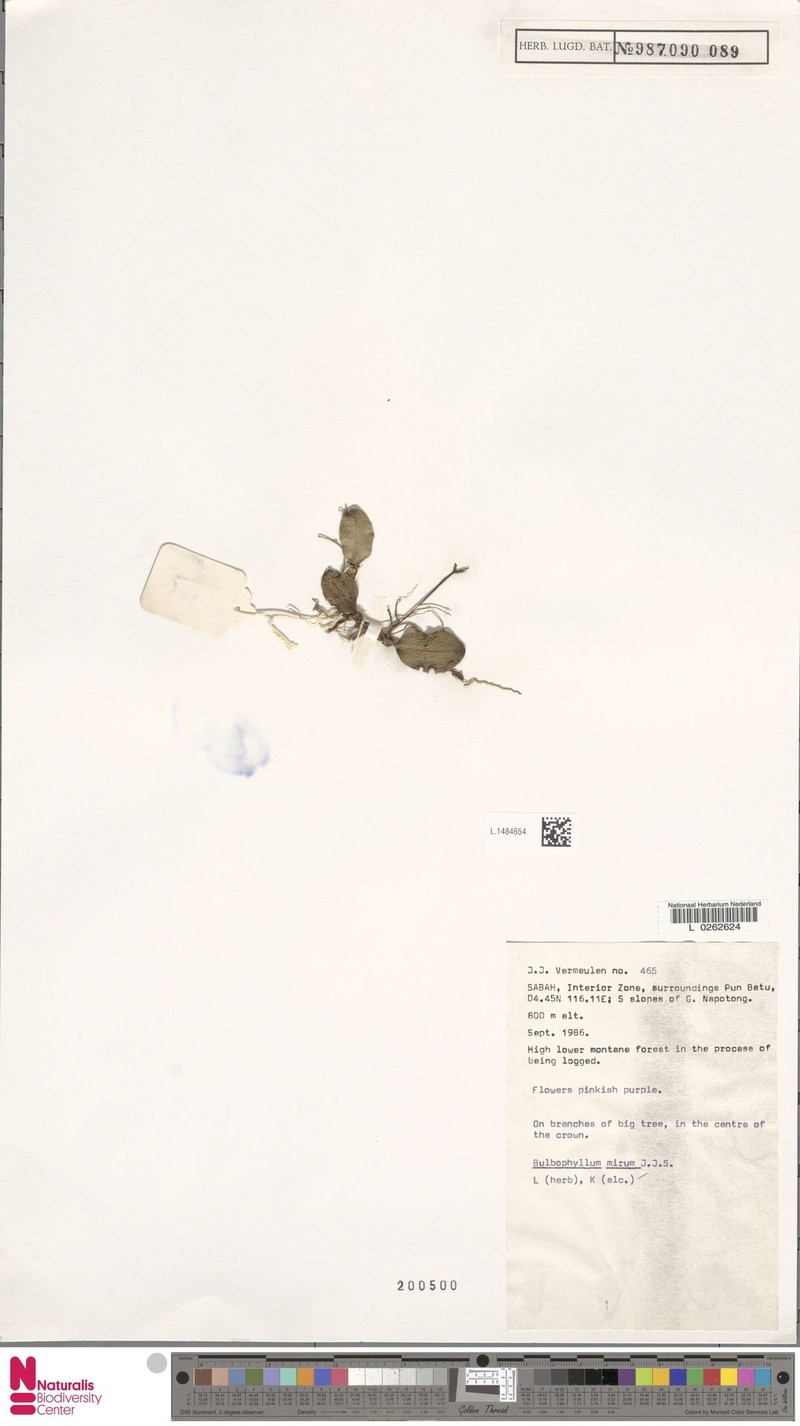 Bulbophyllum mirum photo 3