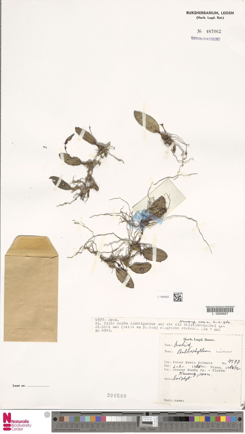 Bulbophyllum mirum photo 4