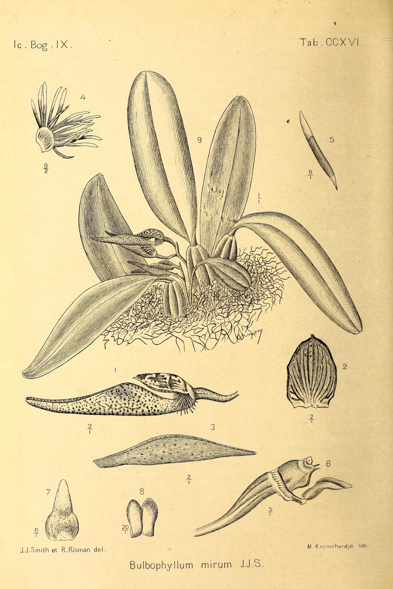 Bulbophyllum mirum