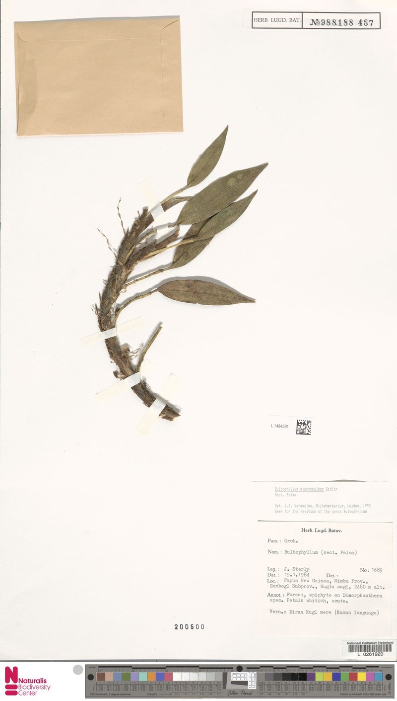 Bulbophyllum mischobulbon