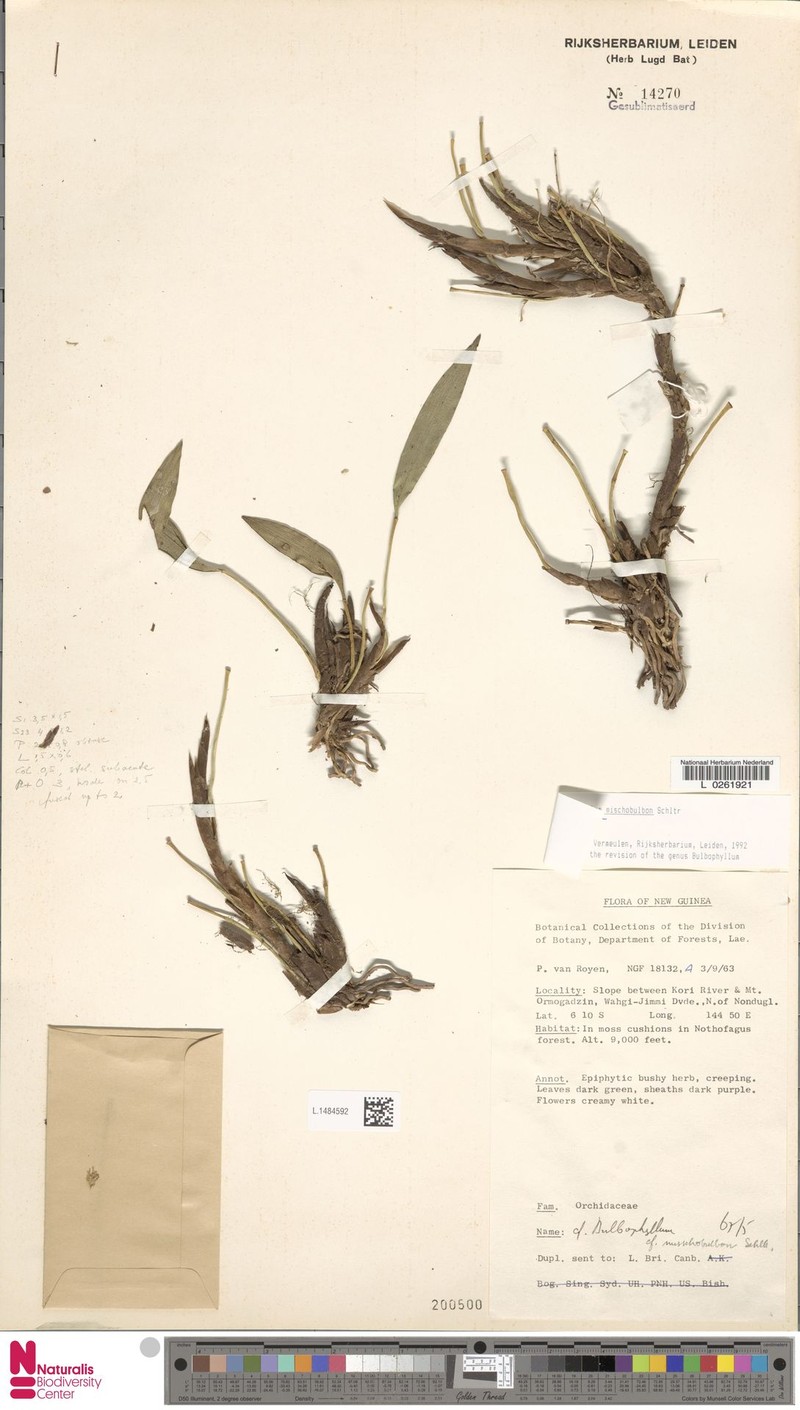 Bulbophyllum mischobulbon photo 3