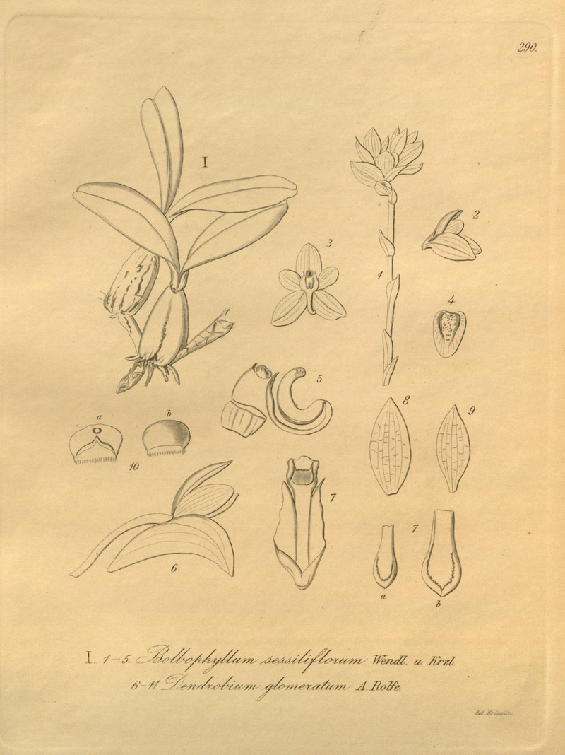 Bulbophyllum molossus