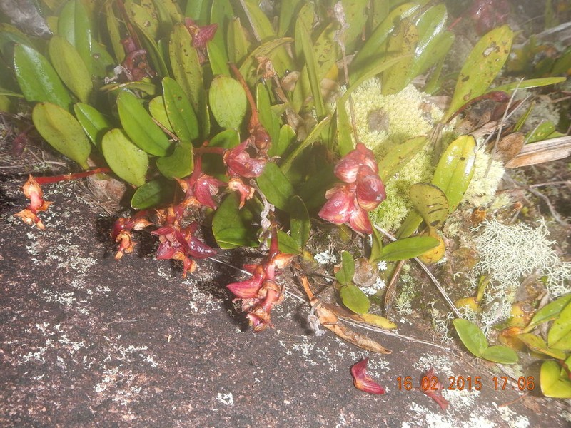 Bulbophyllum molossus photo 2