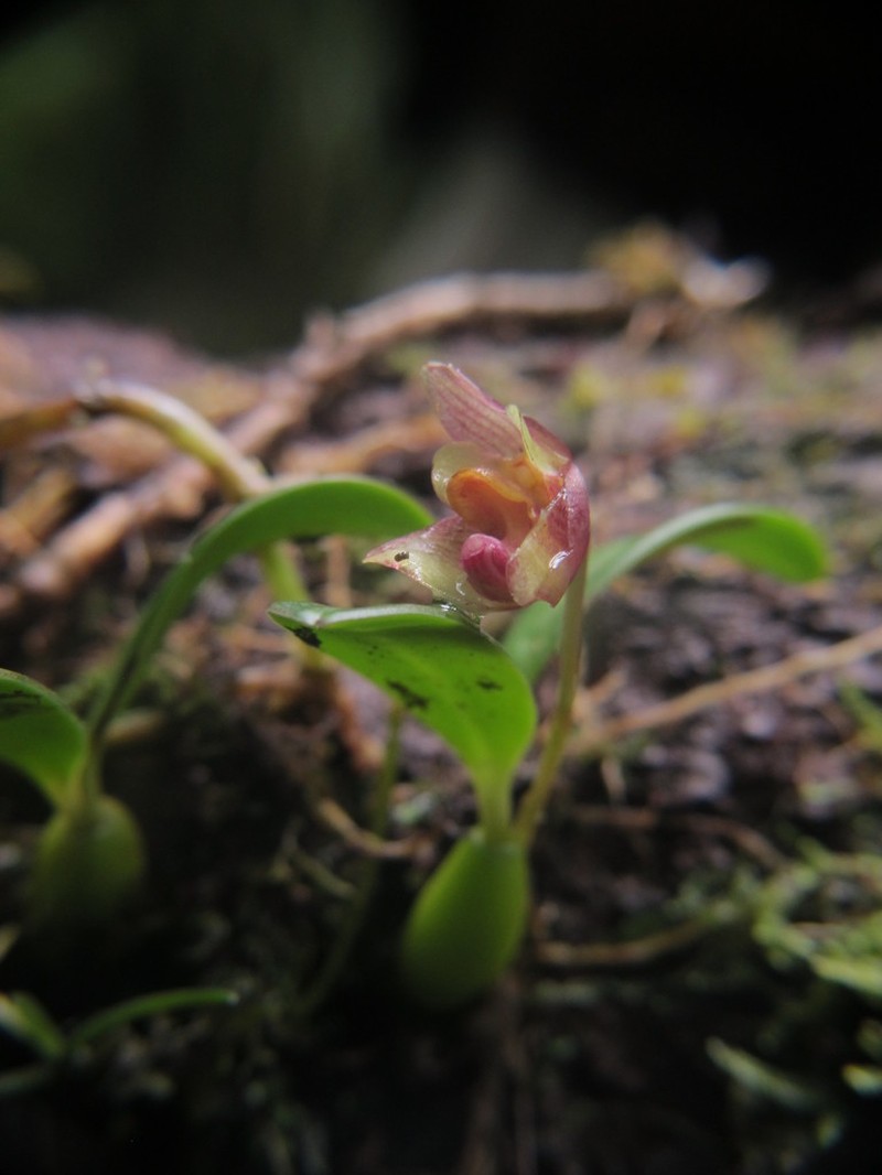 Bulbophyllum molossus photo 3