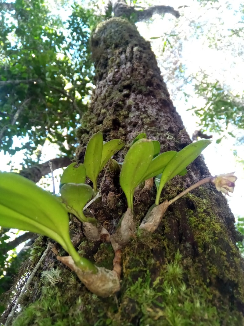 Bulbophyllum molossus photo 4