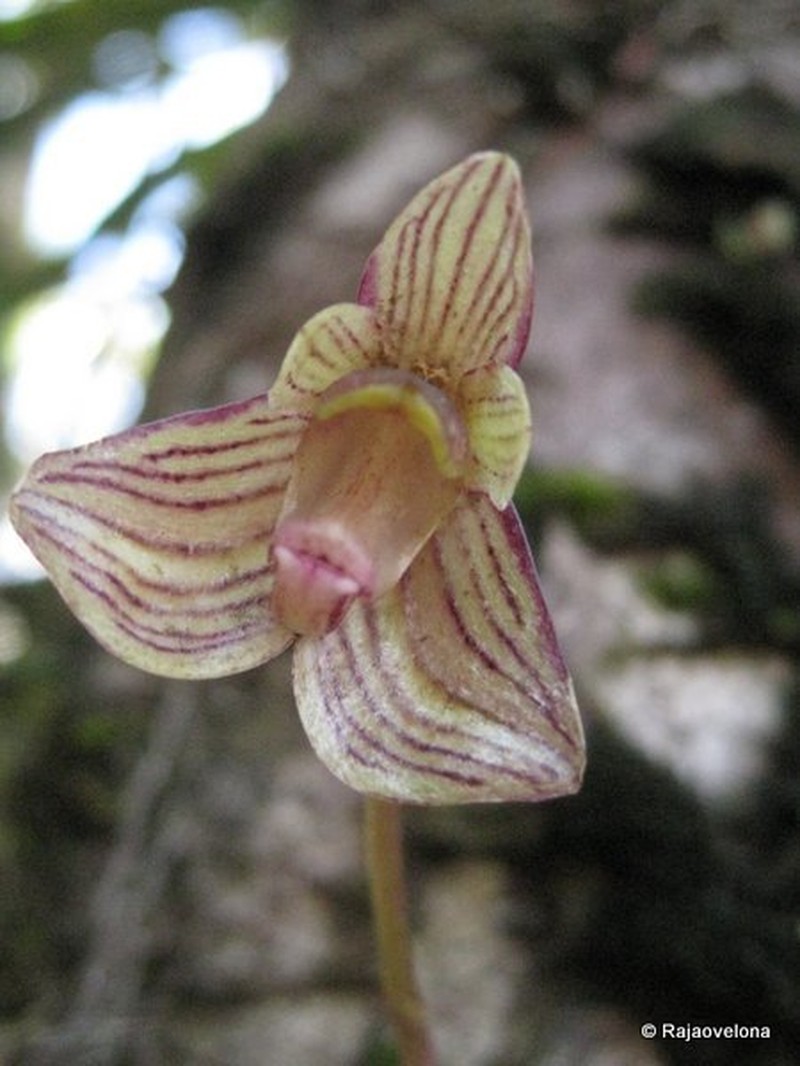 Bulbophyllum molossus photo 5