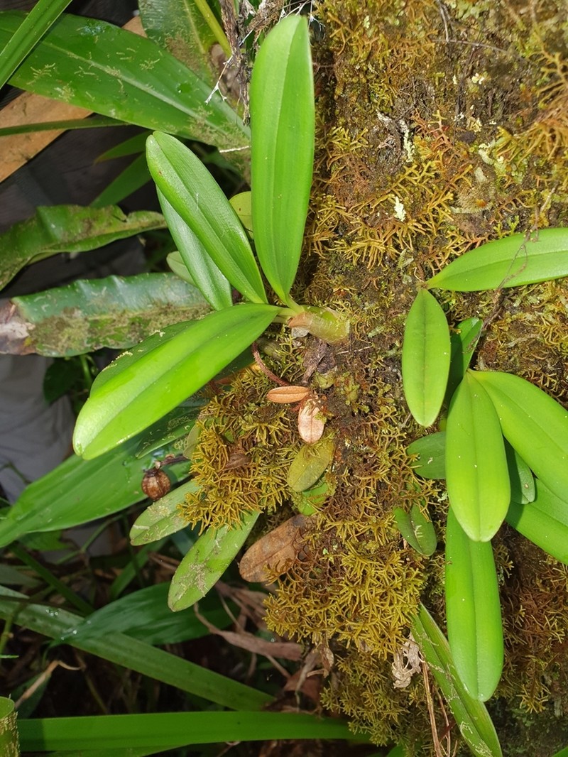 Bulbophyllum molossus photo 6