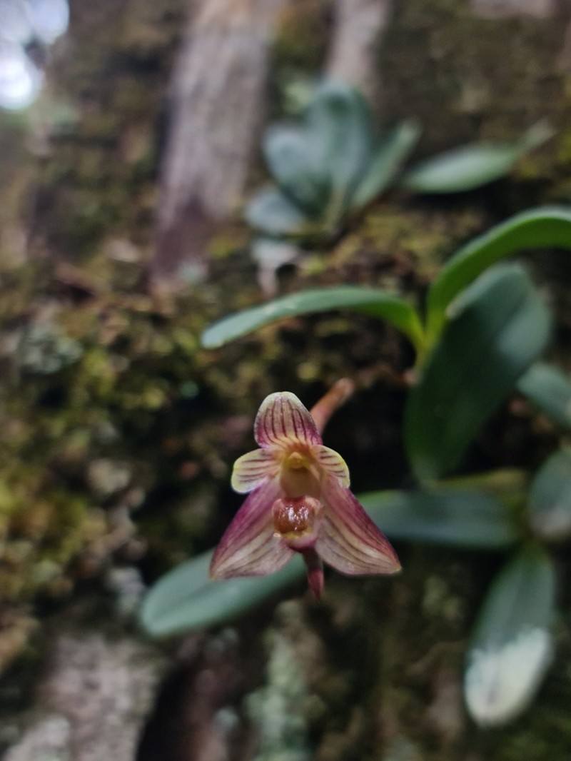 Bulbophyllum molossus photo 7