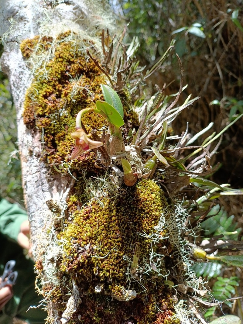 Bulbophyllum molossus photo 8