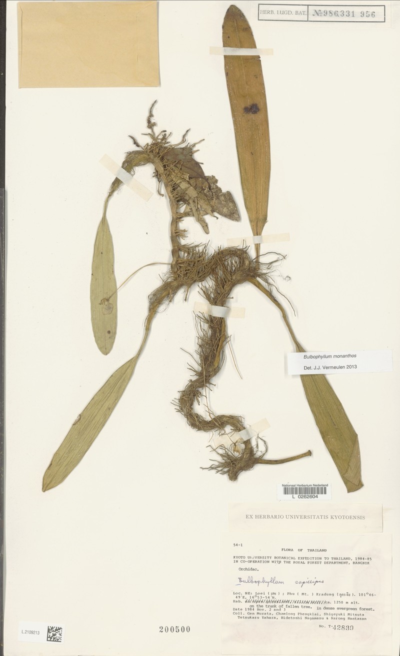 Bulbophyllum monanthos