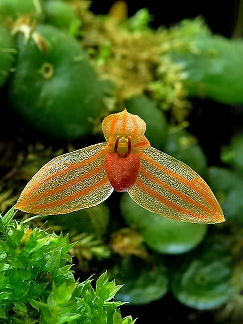 Bulbophyllum moniliforme