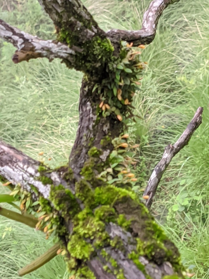 Bulbophyllum moniliforme photo 2