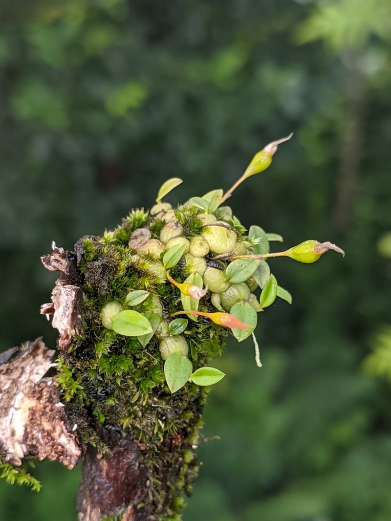 Bulbophyllum moniliforme photo 3