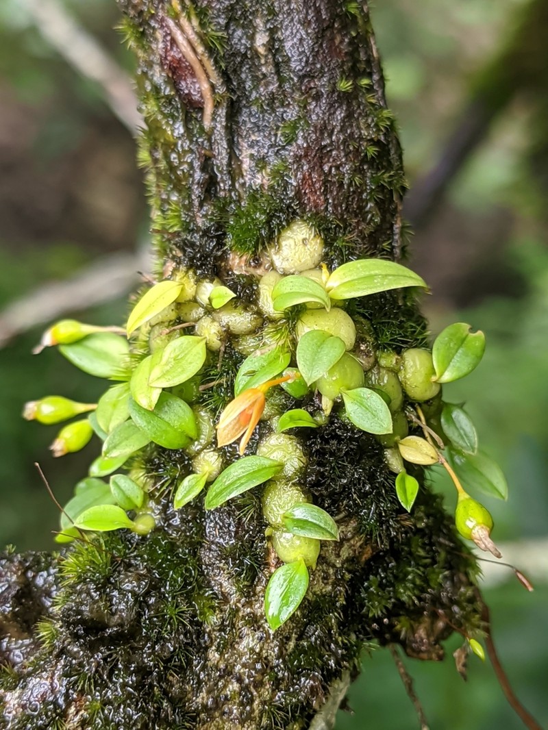 Bulbophyllum moniliforme photo 4