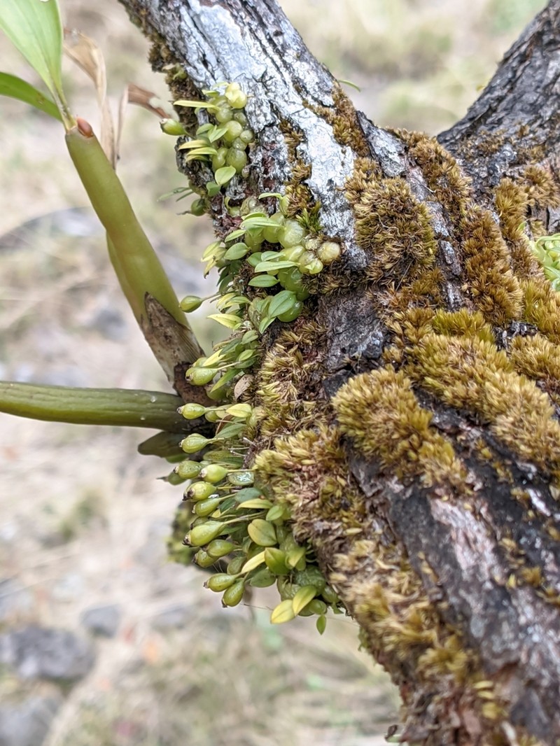 Bulbophyllum moniliforme photo 5