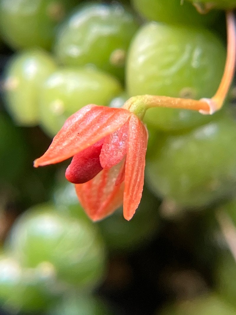 Bulbophyllum moniliforme photo 6