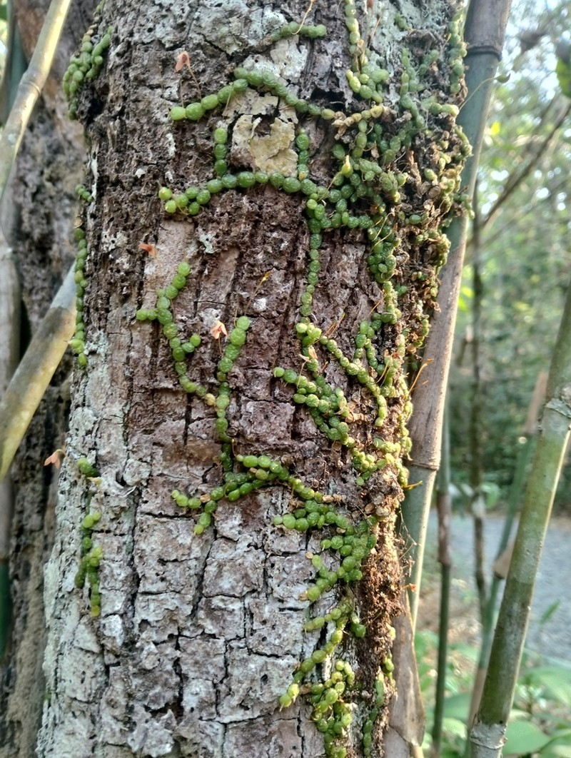 Bulbophyllum moniliforme photo 7