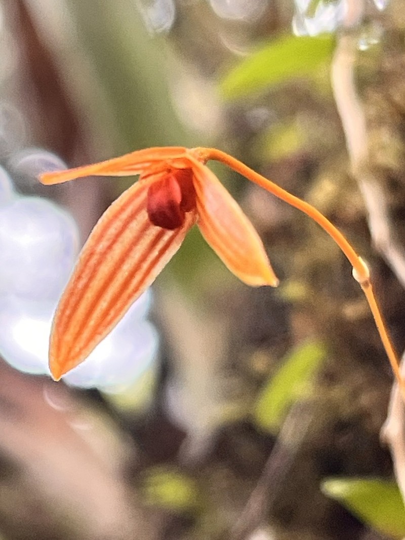 Bulbophyllum montense