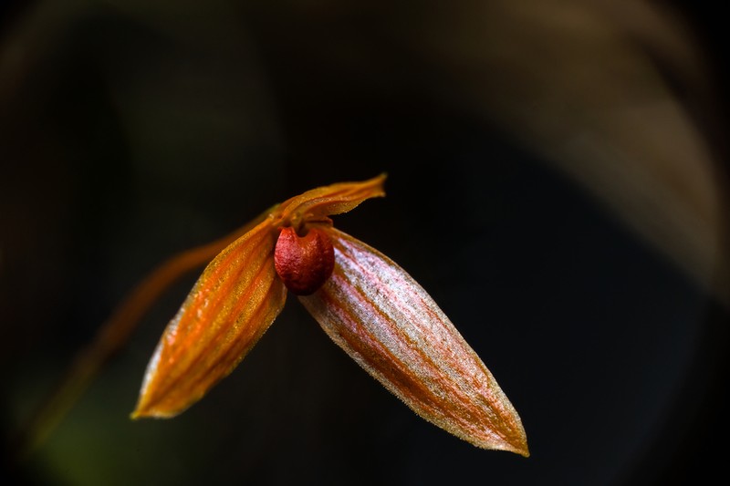 Bulbophyllum montense photo 2