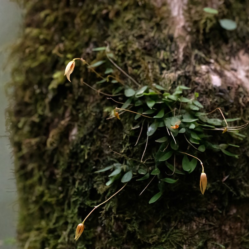 Bulbophyllum montense photo 3