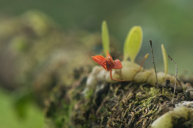 Bulbophyllum montense photo 4