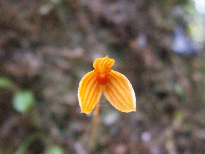 Bulbophyllum montense photo 5